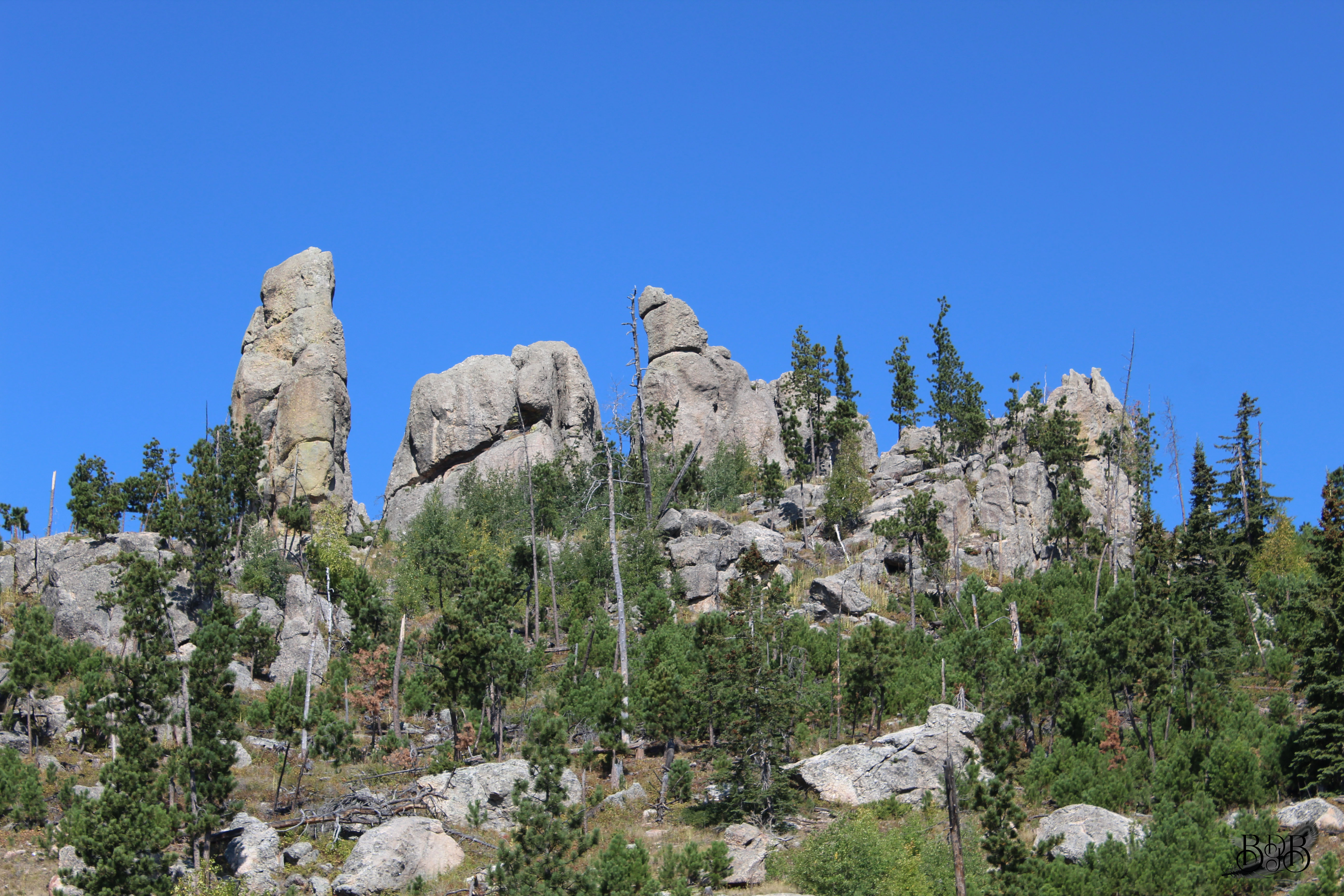 Black Hills Landscape