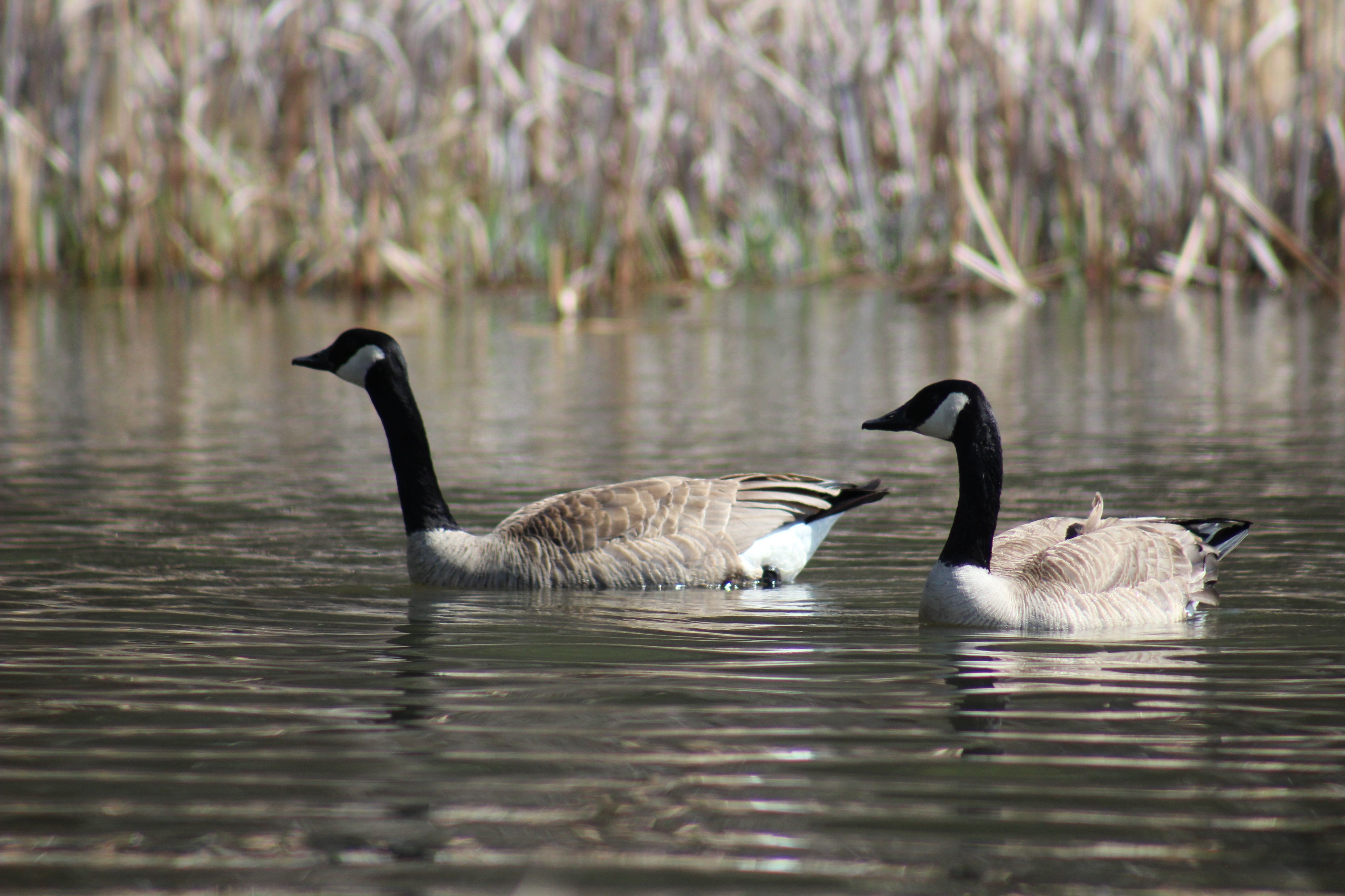 Wildlife in Black Hills