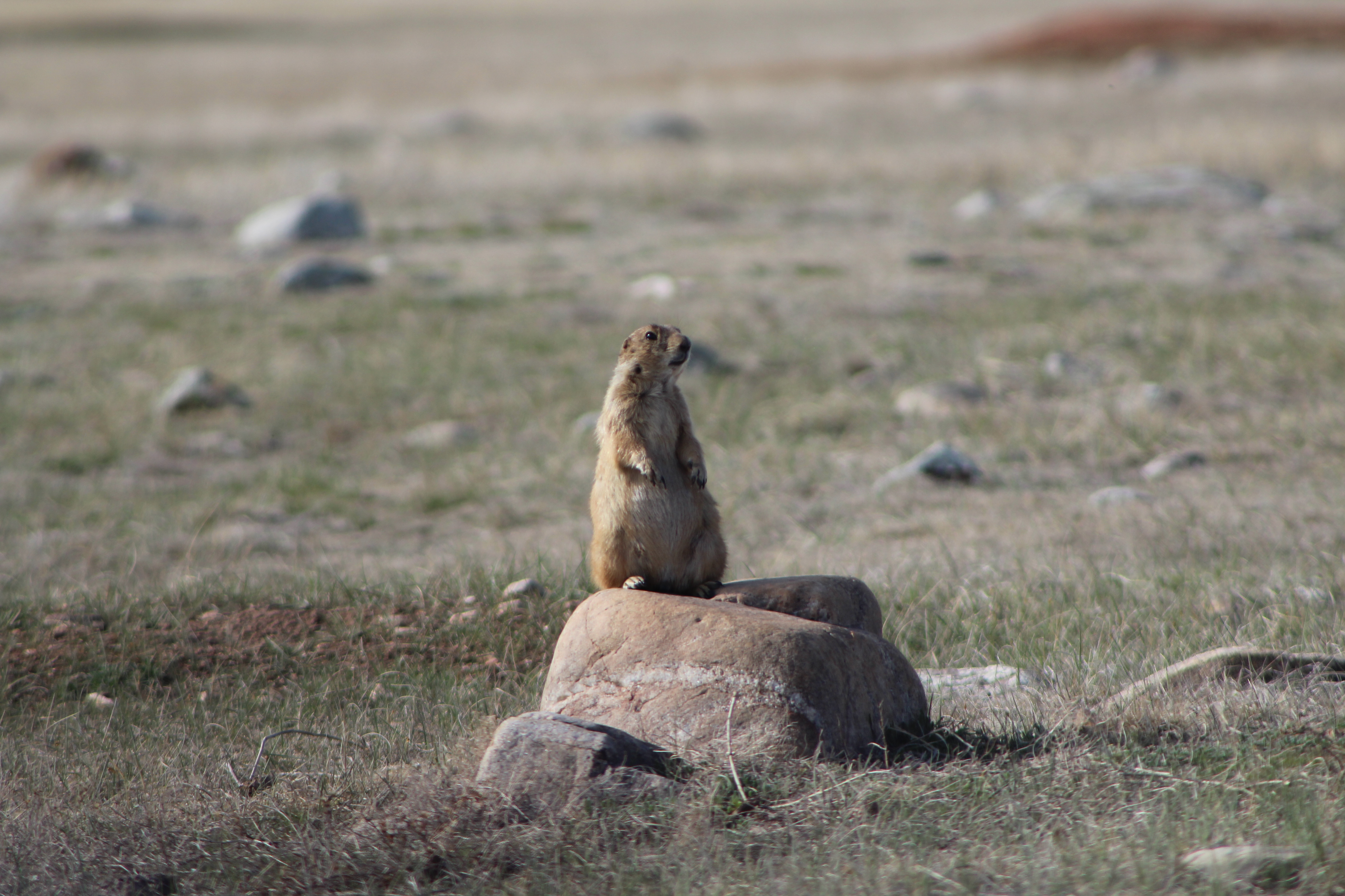 Wildlife in Black Hills