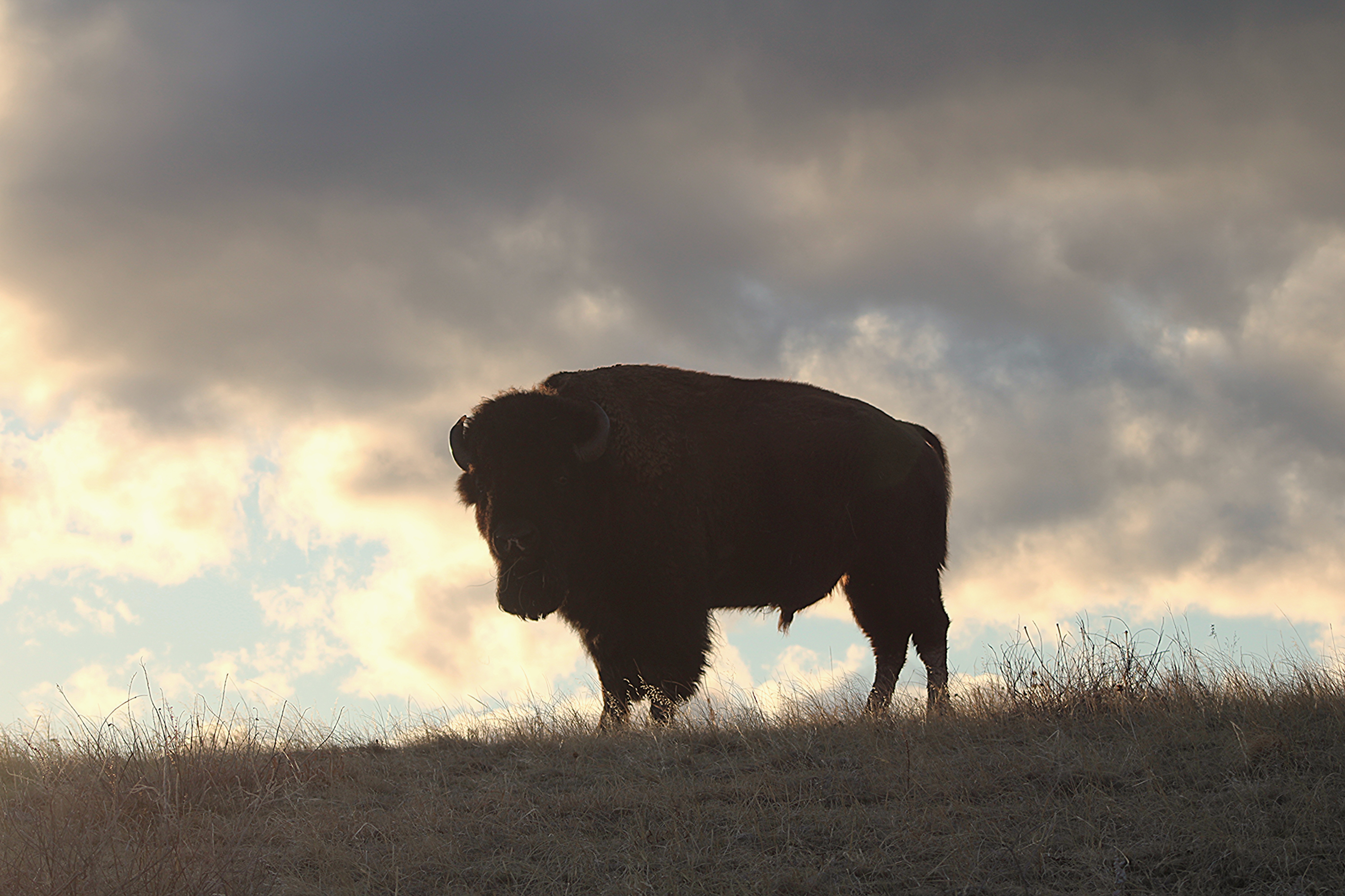 Wildlife in Black Hills