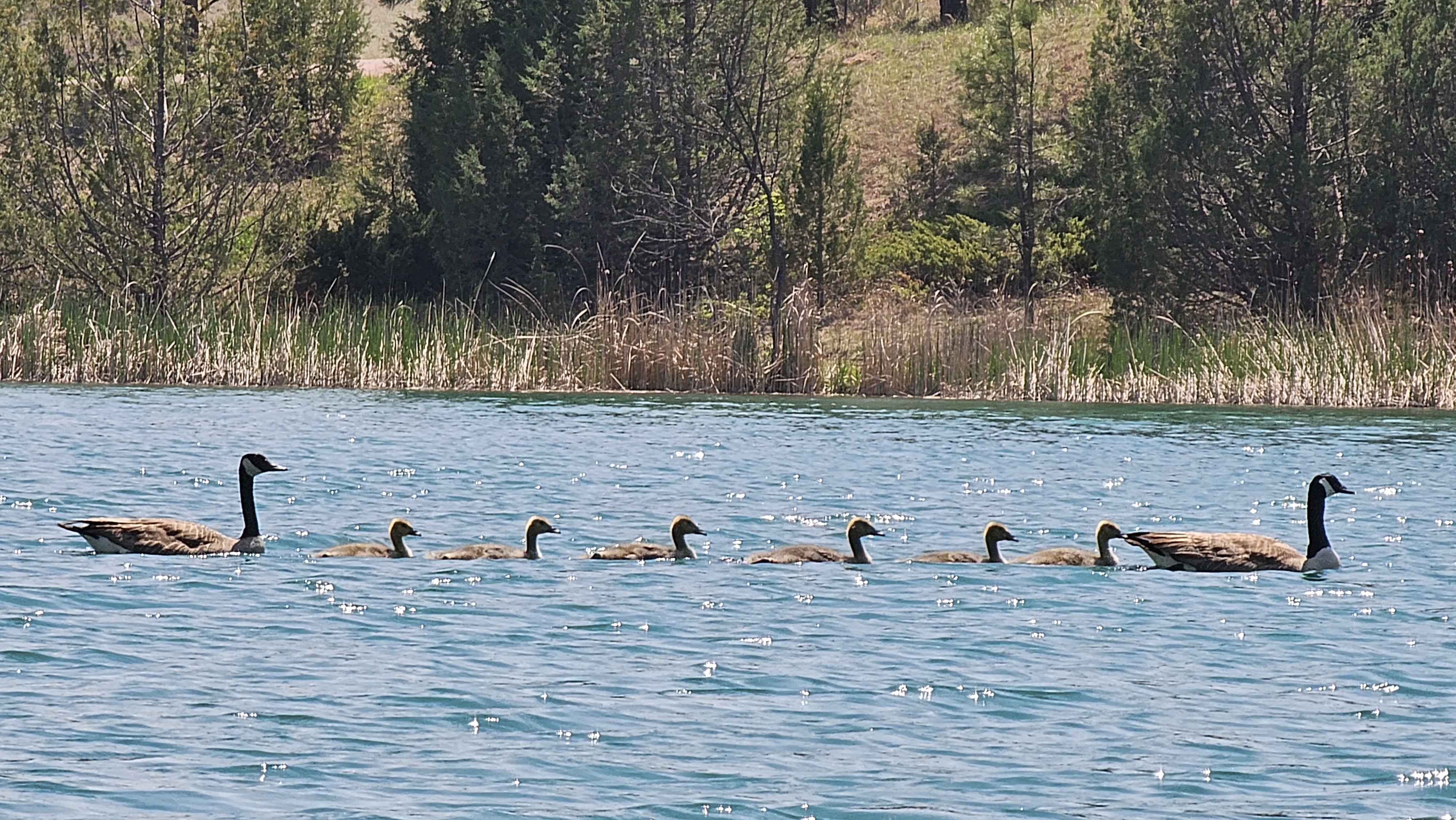 Wildlife in Black Hills