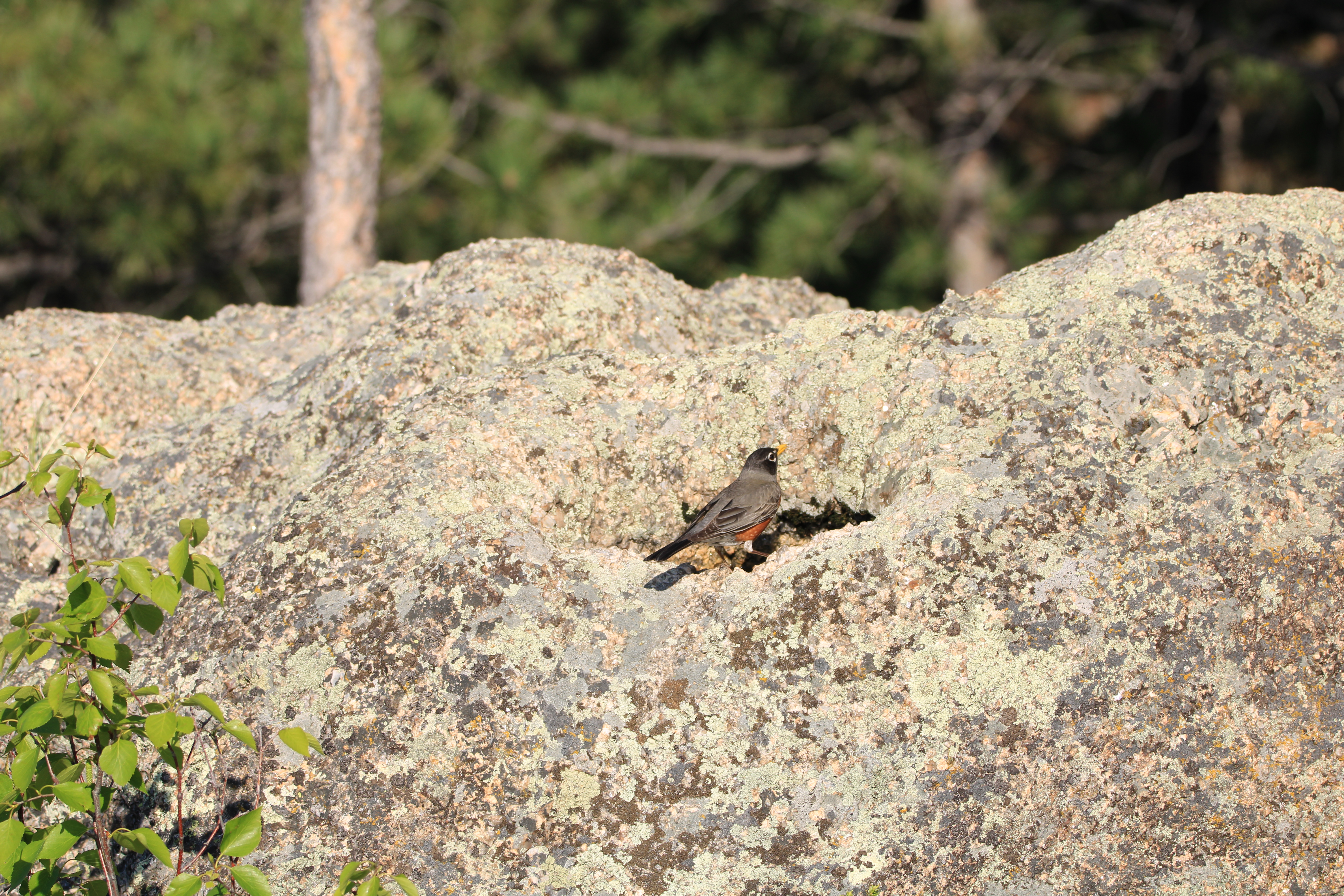 Wildlife in Black Hills